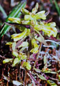 Pedicularis canadensis